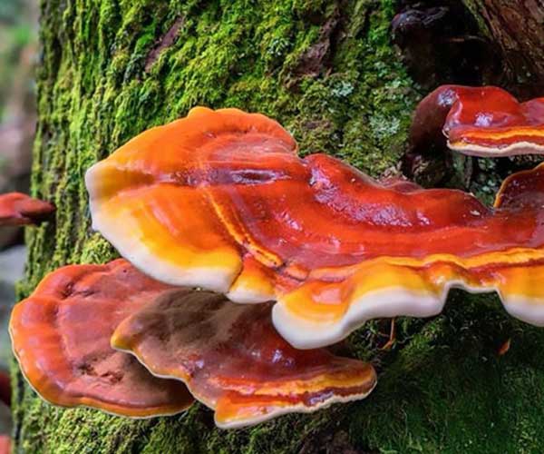 Huba Reishi